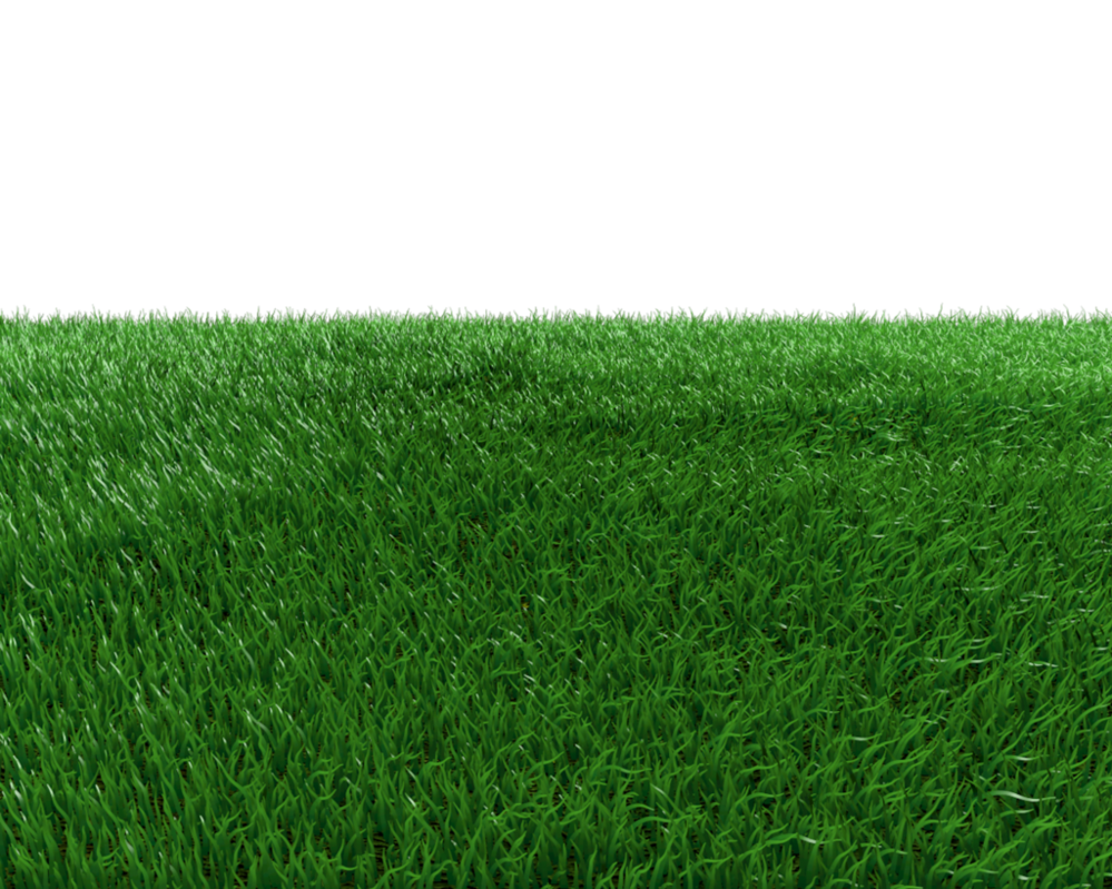 Lush Residential Lawn